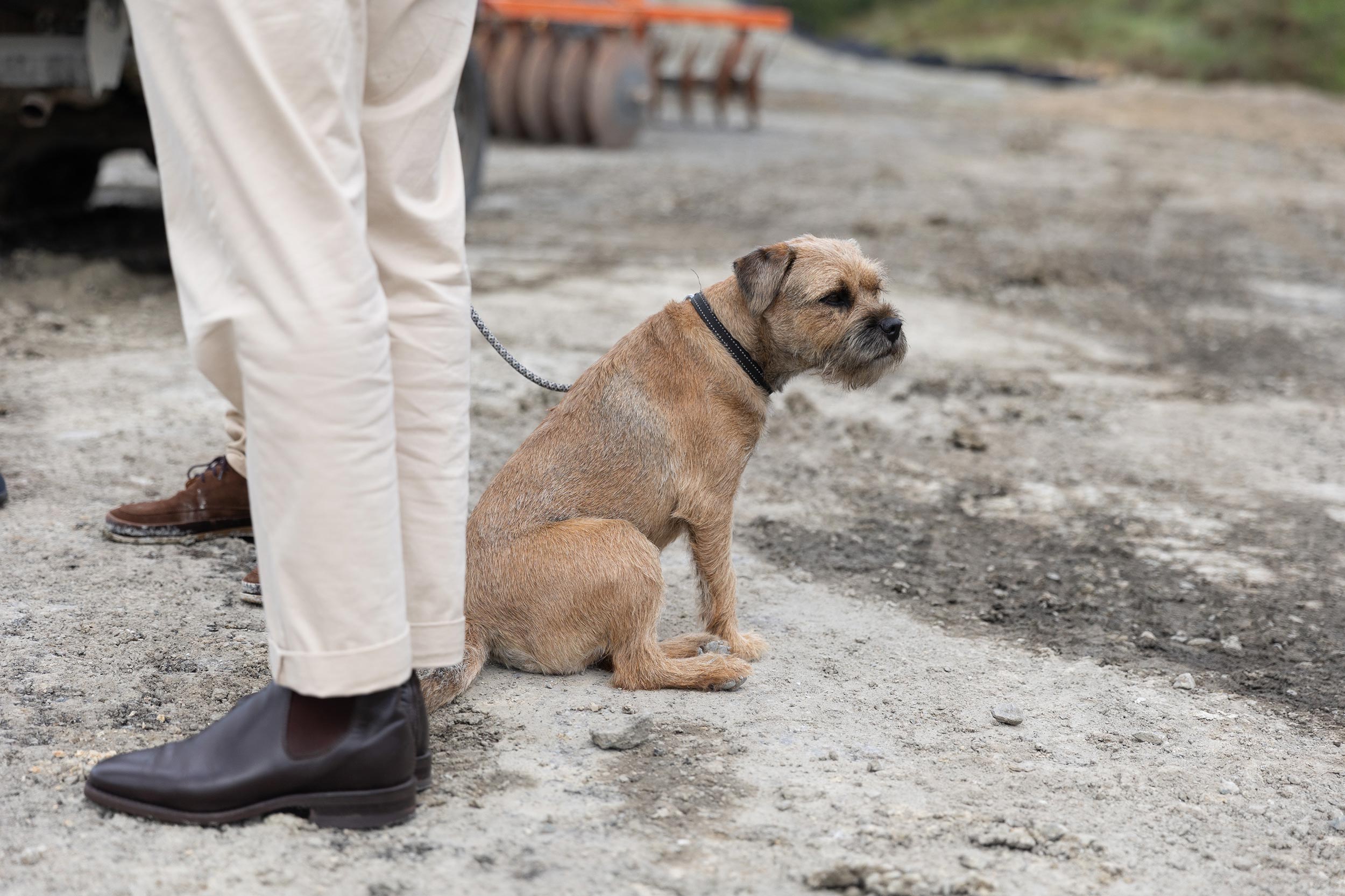 Cute dog on development site