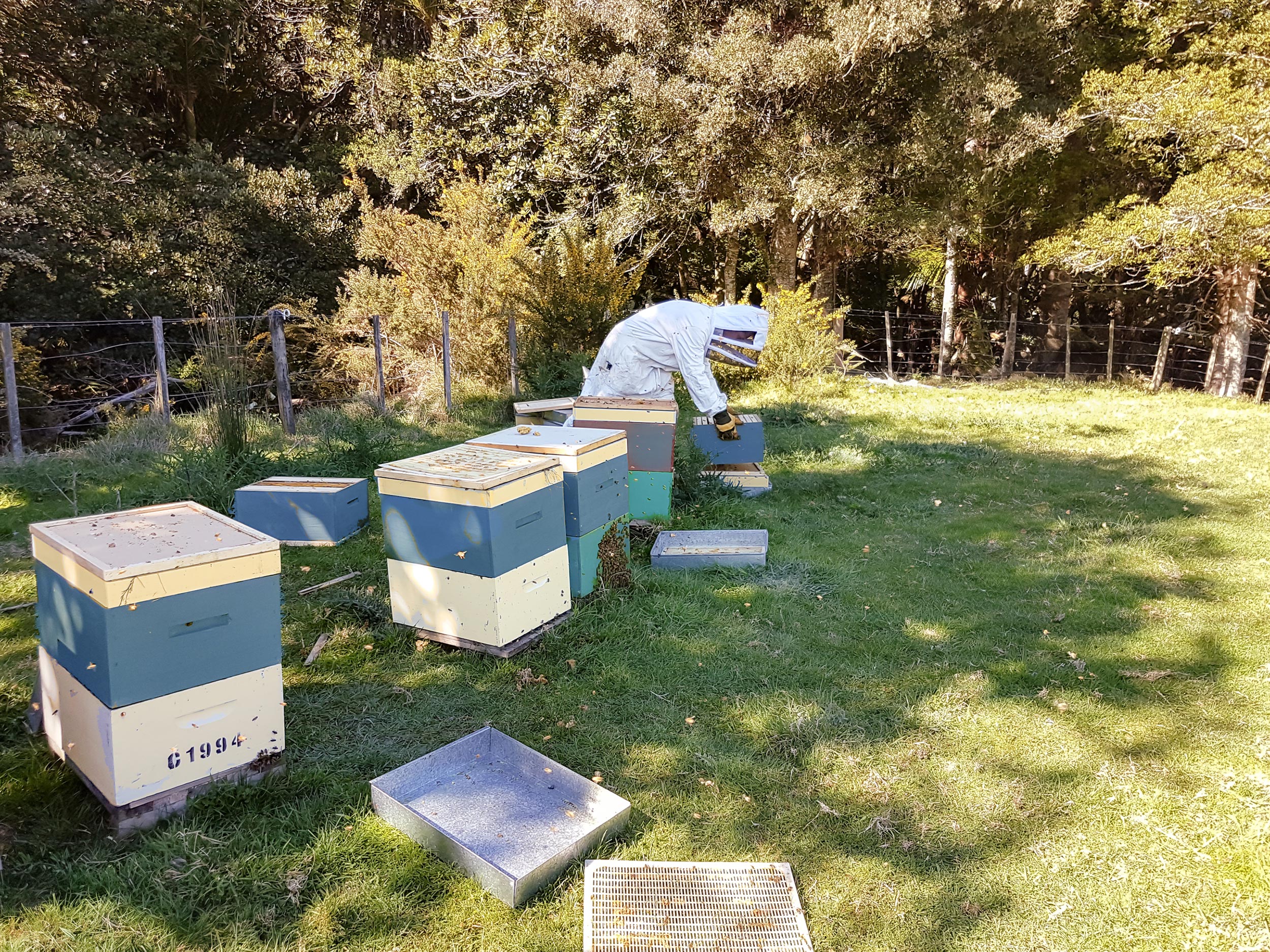 Beekeeper in protective suit collecting honey from beehives