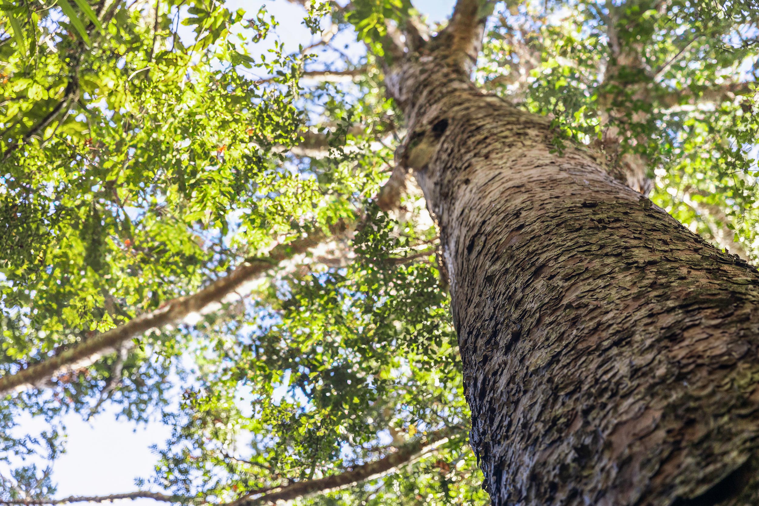 Strong perspective view looking up a solid tree trunk to the canopy with sunlight filtering through